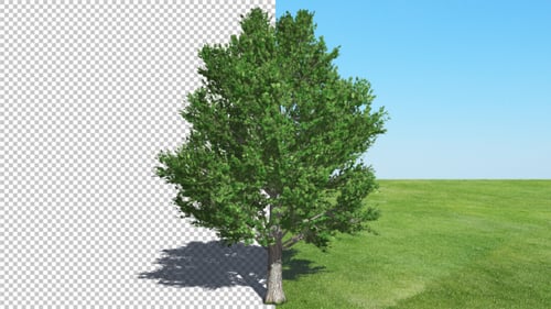Animated Maple Tree with Wind Sway and Alpha Channel