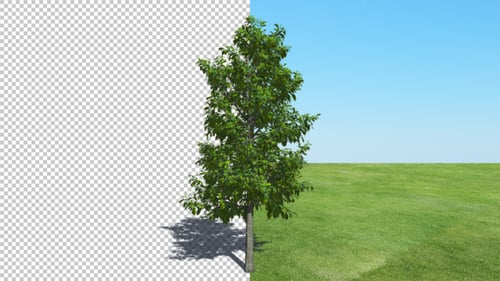 Animated Sourwood Tree with Shadow and Alpha Channel
