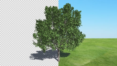 Bradford Pear Tree Alpha Channel with Shadow