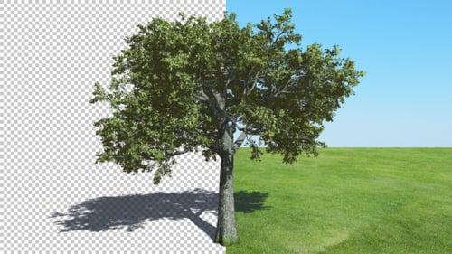 Realistic Animated Oak Tree with Moving Shadow and Alpha Channel