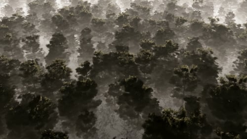 Flying Over Misty Forest Trees Aerial View