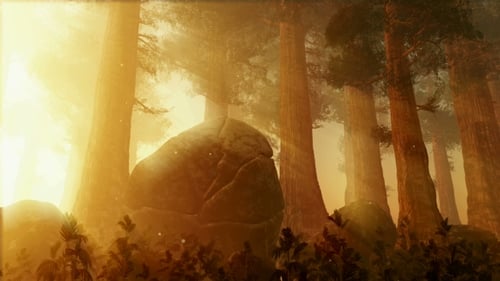 Golden Light Forest Landscape with Ethereal Sun Rays