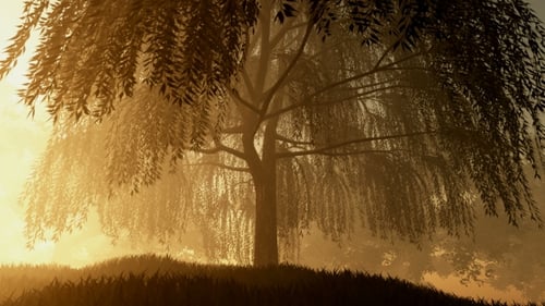 Sunrays Shining Through the Trees