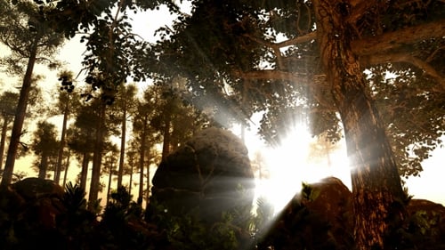 Sunrays Shining Through the Trees
