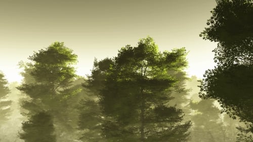 Misty Forest Landscape with Pine Trees and Atmospheric Fog