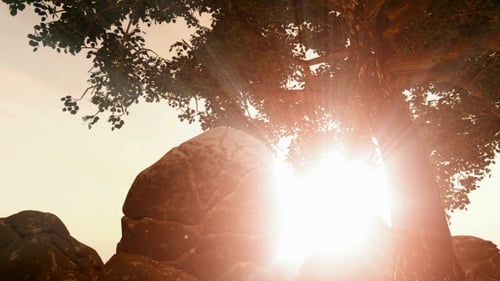 Sunrays Shining Through the Trees