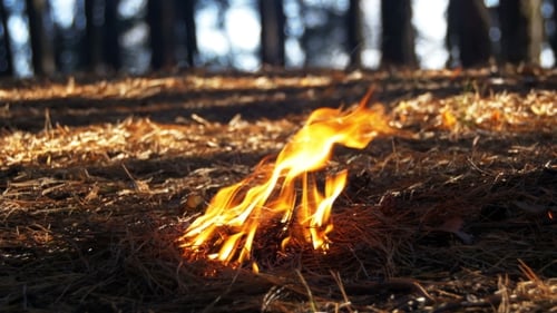 Fire in a Pine Forest