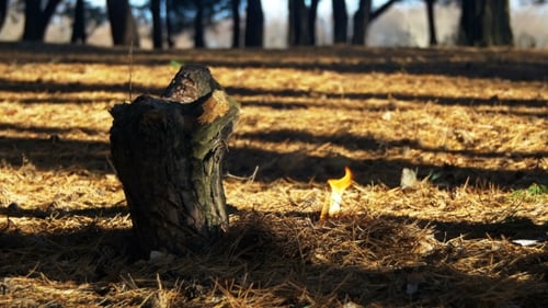 Fire in a Pine Forest