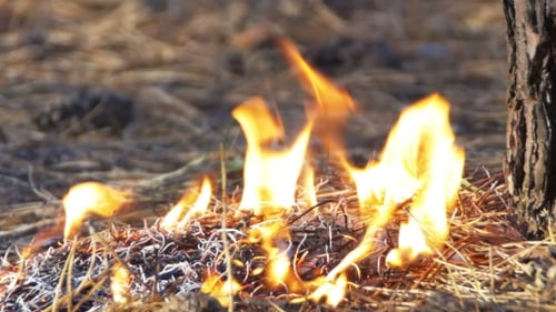 Fire in a Pine Forest