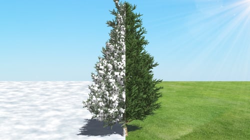 Animated 3D Fir Tree With Shadow, Snow, And Alpha Channel