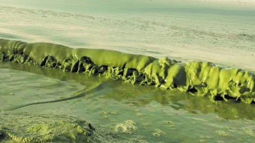 Algal Bloom Polluted Water Green Color in Lake