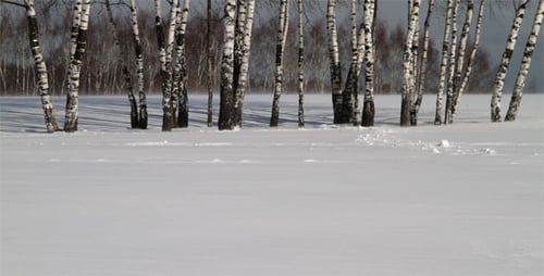 Snow Falling in a Birch Tree Forest in Winter