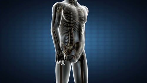 Human Bones Radiographic Scan