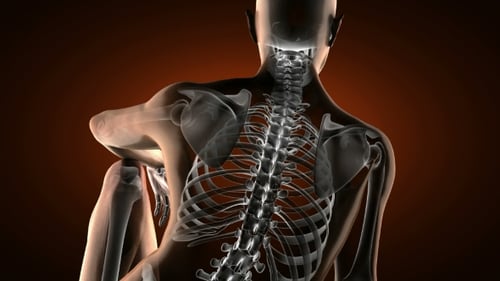 Rotating 3D Transparent Human Skeleton Medical Animation