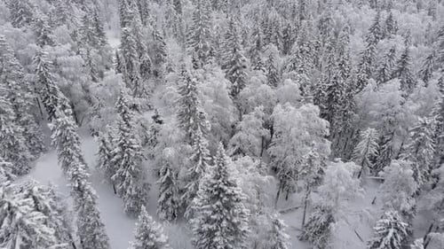 Aerial of Picturesque Frozen Forest with Snow Covered Spruce and Pine Trees