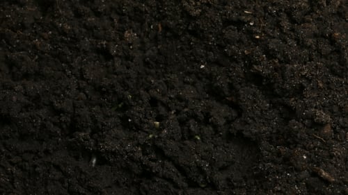 Growing Green Cucumber Plants Agriculture Spring