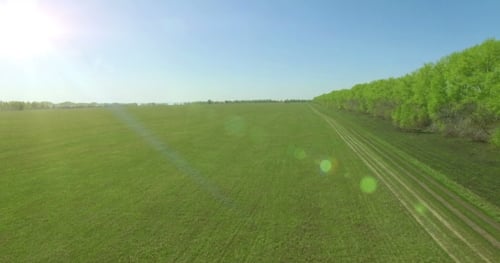Aerial View. Low Flight Over Green and Yellow Wheat Rural Field.