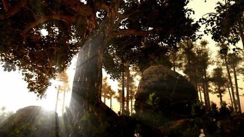 Sunrays Shining Through the Trees