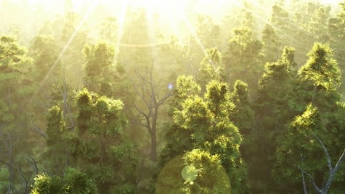 Grüner Wald bei Sonnenuntergang