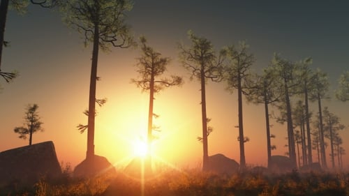 Sunrays Shining Through the Trees