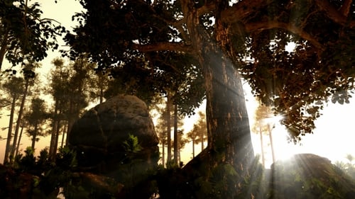 Beautiful Sunlight Beams Through Dense Forest Trees Animation