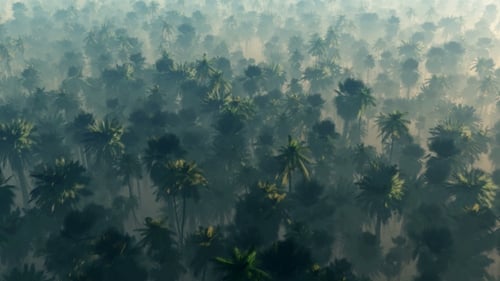 Aerial View of Tropical Palm Tree Forest in Morning Mist