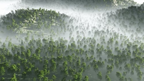 Aerial View of Dense Foggy Forest Landscape