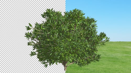 Animated 3D Azalea Bush with Shadow and Alpha Channel