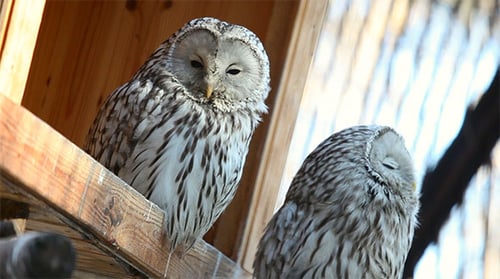 White Owl