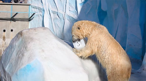 Polar Bear