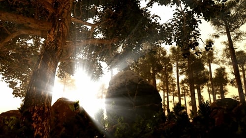Golden Sunlight Rays Filter Through Forest Trees and Rocks