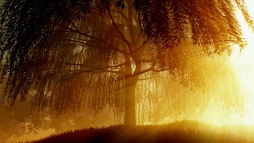 Sunrays Shining Through the Trees