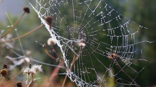 Spider on the Wet Web