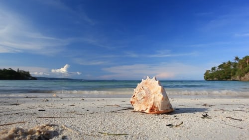 Seashell on Caribbean Sandy Beach
