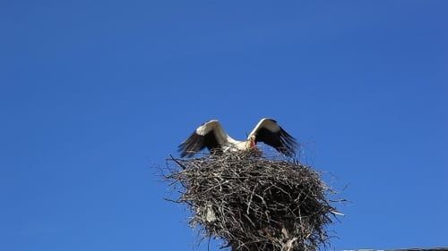 White Stork