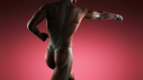 Rotating 3D Human Muscular System Animation