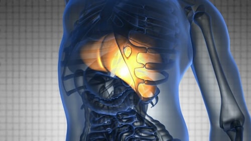 Exame de anatomia do fígado humano