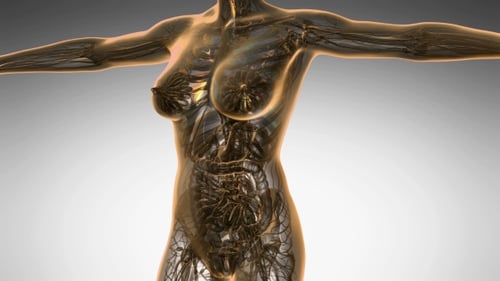 Human Body with Visible Lungs