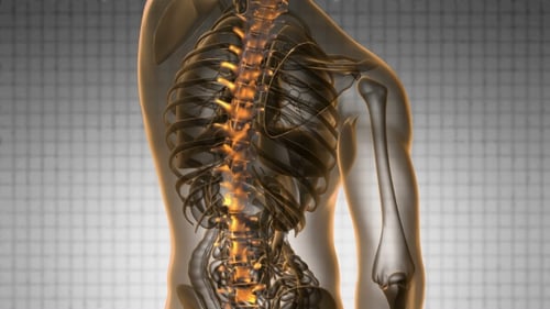 3D Animation of Human Spine and Nerve Pain
