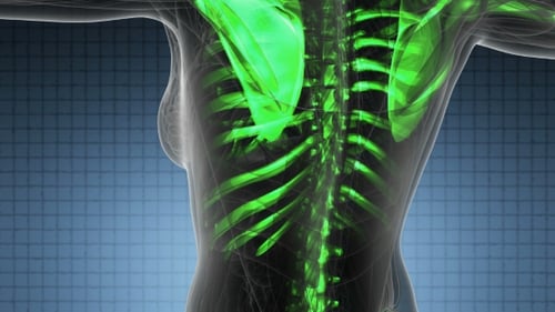 Glowing Human Skeleton Anatomy Medical Animation