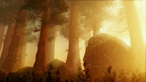 Sunrays Shining Through the Trees