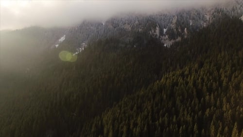 Pine Tree Forest Near Snowy Mountains