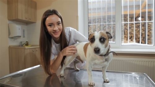 Young Woman Pets Dog in Veterinary Clinic