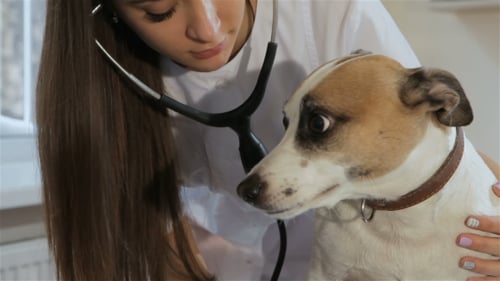 Female Veterinarian Checks Up the Dog's Breath