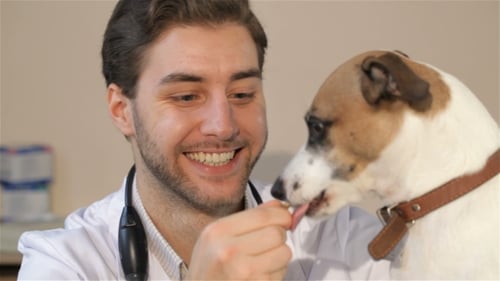 Male Vet Feeds the Dog