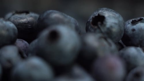 Fresh Blueberries Extreme Close-up, Slow Motion, Macro Footage