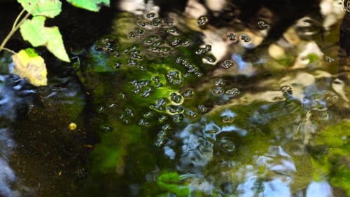 Käfer Wasserläufer in einem transparenten Bach. Kleine Insekten auf dem Wasser.