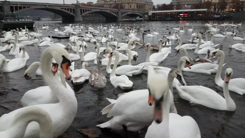 Lot of Swans and Ducks in the River Vltava