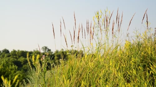 De l'herbe dans la steppe