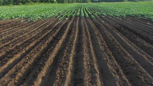 Cabbage Plantation in the Field. Vegetables Grow in a Rows